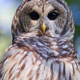 12SB8010 Barred Owl